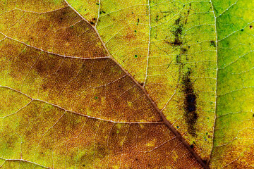 Maple leaf - a detail of an autumn leaf that plays yellow, green, brown and where the veins are visible.