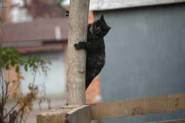 Portrait of cute grey cat