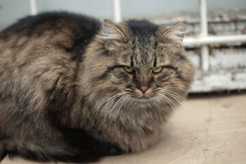 Portrait of cute grey cat