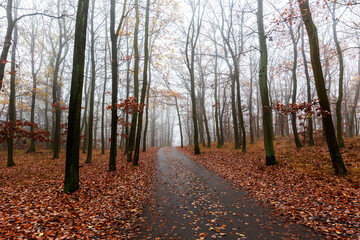 Autumn oak forest in the fog, forest path, bare branches, brown oak leaves fallen on the ground.