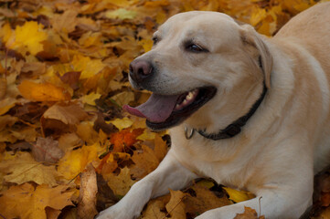 Labrador. Autumn. 