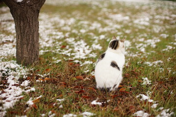 Homeless white spotted cat sitting in the winter park with snow on the grass