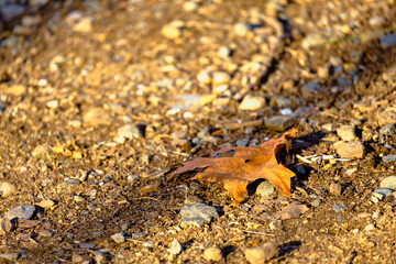 Fallen, broken and dry leaf