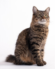 Gato doméstico atento