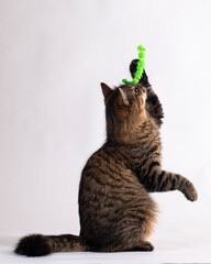 Gato doméstico jugando con un juguete verde