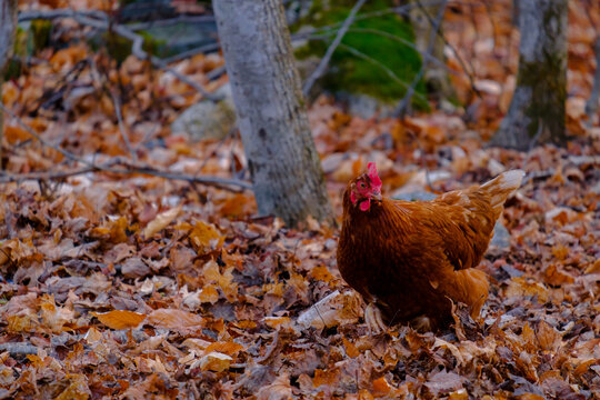 Chicken exploring autumn forest