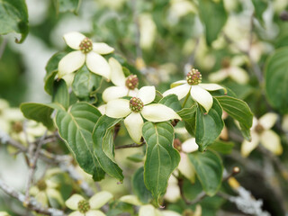 Cornouiller de Kousa 'Venus' ou cornouiller de Chine (Cornus kousa) aux bractées étoilées blanc...