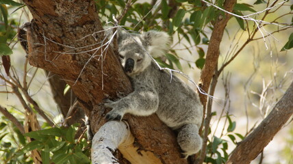 koala in tree in Australia
