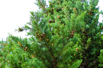 Cones on a green pine branch