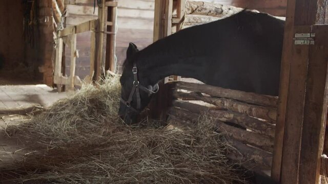 A sorrel unsaddled horse in a stable stall is eating fresh hay. Beautiful sunlight.