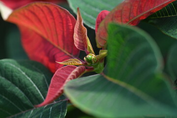 macro close up on poinsettia leaves during the change of colors from green to red
