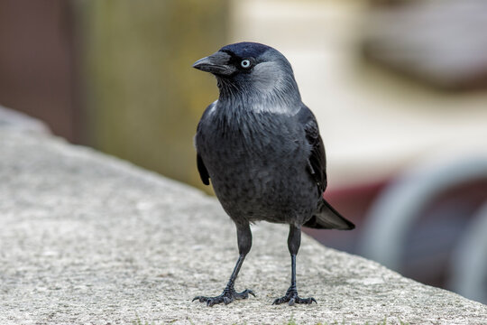 Dohle (Corvus monedula)