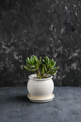 Crassula Hobbit in a small white ceramic pot. Home green plants. Watering and growing succulents.