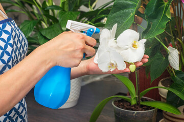Housewife is spraying orchid flower with pure water from a spray bottle. A woman cares for her flowers in domestic room