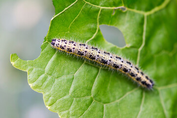 Cabbage White Caterpillar. Close up of Cabbage White Caterpillar is eating cabbage leaf