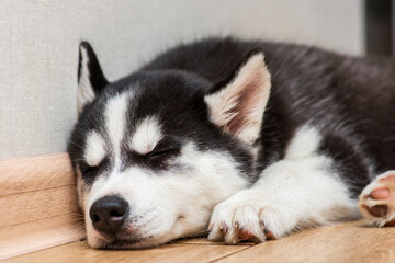 Siberian husky puppy sleeping on the floor. Cute husky puppy sleeps