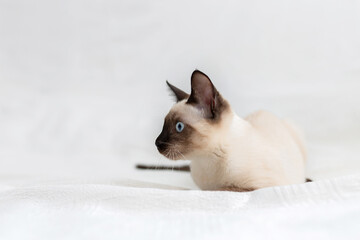 The Thai cat lies on a white background and looks sideways.