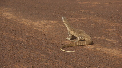lizard on the red sand in the outback of australia