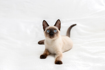 Nice photo with a cat for advertising. Cat on a white background.