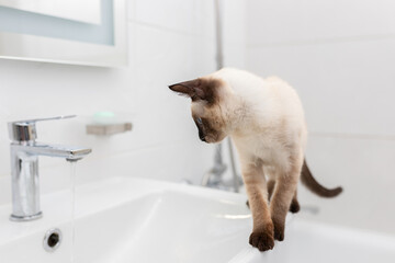 The cat in the bathroom looks like water runs. A beautiful cat loves water.
