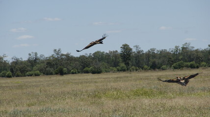 wedge tailled eagle in the sky