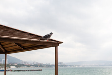 Bird sitting on the roof with sea view