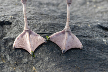 Webbed Seagull Feet