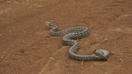Carpet snake in the sand of the Australian outback