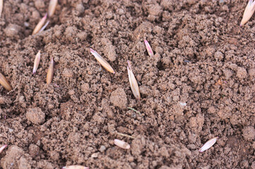 Grassy herb seeds scattered on the ground