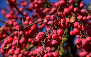 Many red ripe ornamental apples hang on the crown of a tree, from which the leaves have already fallen, and glow in autumn