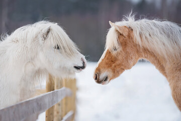 Portrait of two ponies in winter standing on the opposite sides of the fence. Friendship of horses.
