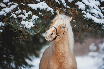 Portrait of Welsh mountain breed pony in the winter forest standing under a snowy spruce branch