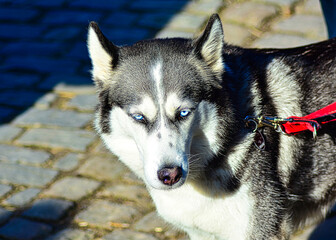 Eimn Husky mit blauen Augen