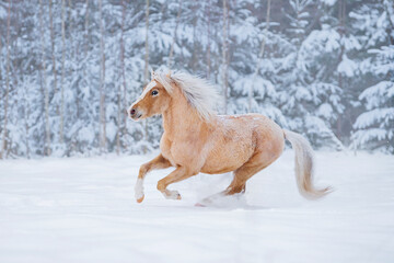 Welsh mountain breed pony running gallop on the snowy field in winter