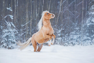 Playful Welsh mountain breed pony rearing up on the snowy field in winter