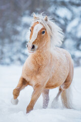 Palomino Welsh mountain breed pony running on the snowy field in winter