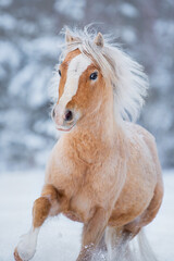 Portrait of Welsh mountain breed pony running on the snowy field in winter