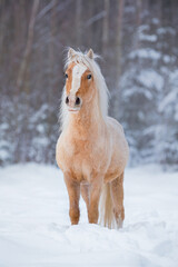 Obraz na płótnie Canvas Welsh mountain breed pony standing on the snowy field in winter
