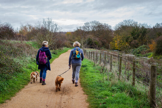 Two active senior ladies walk their dogs along a country path between Chartham and Canterbury in Kent, England.