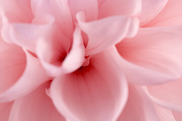 close up of pink dahlia