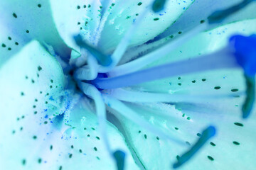 close up of blue lily