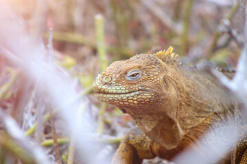 Land iguana on a tree