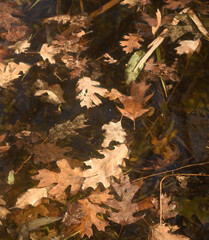 floating leaves