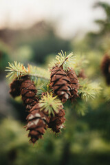 Fototapeta premium pine cones on a branch