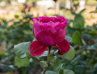 Floral. Roses. Closeup view of beautiful Rosa Valentina Casucci buds and flower of fuchsia and pink petals, spring blooming in the garden.