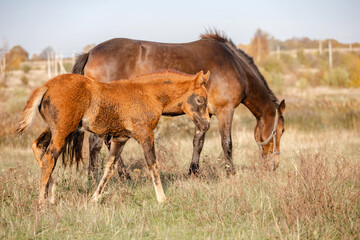 Obraz na płótnie Canvas a horse with a small brown foal graze in a field