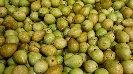 Freshly harvested pears recently washed in full frame, Portugal