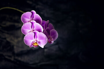 Orchid branch on a black background