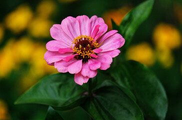 Pink Cynia flower