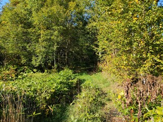 footpath in the forest